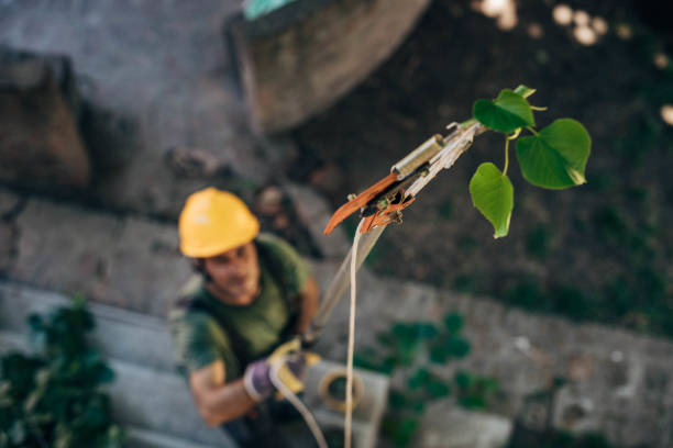 Best Arborist Services Near Me  in Toccoa, GA